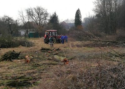 Kácení stromů u Zemanky